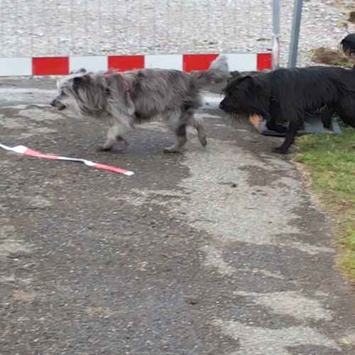 Hundetreffen 2014 im Allgäu (19)